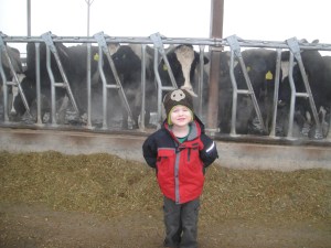 Levi and all of the cows who just gave birth