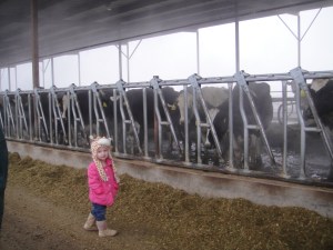 She LOVED the cows and wanted to go IN the pens with them...ha