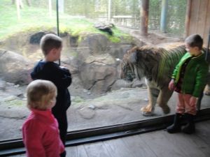 A little blurry, but you get the idea: Tiger.