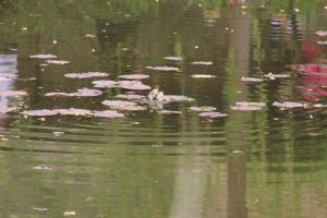 These two frogs were making a lot of noise, and in my efforts to capture them with a lot of zoom power, I didn't realize what they were doing!  Oops, sorry frogs!  But, yeah, I'm sharing it with all of you.