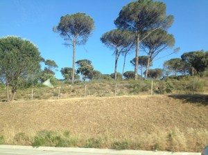 These strange trees are quite a different look than our Alpine home here in France.