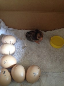 The first hatched!