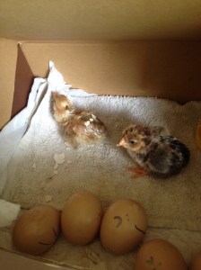 The second one hatched just moments ago (I cleared the shell away to make the picture a little less graphic, but you can see bits of shell on its back).