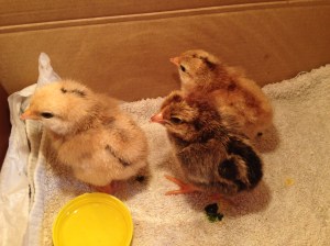 Three fluffy balls of cuteness!