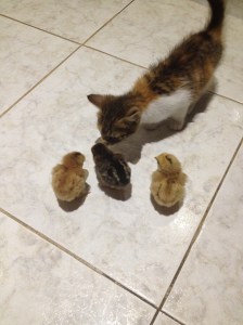 Éclair the kitten meets her new friends. This also lasted about two minutes until she realized what fun toys these could be.